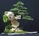 Bonsái Pino Nana - Estilo Penjing