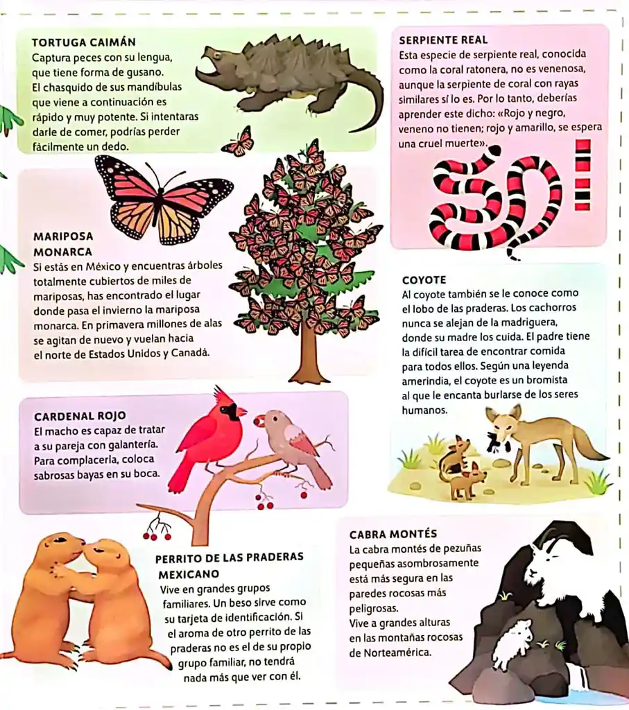 Libro Infantil Atlas De Animales Exploración Mundial Niños