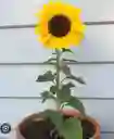 Girasol Planta Para Exterior