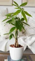 Pachira Planta Para Interior