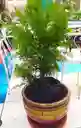 Pino Libro Planta Exterior