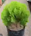 Pino Libro Planta Exterior