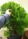 Pino Libro Planta Exterior