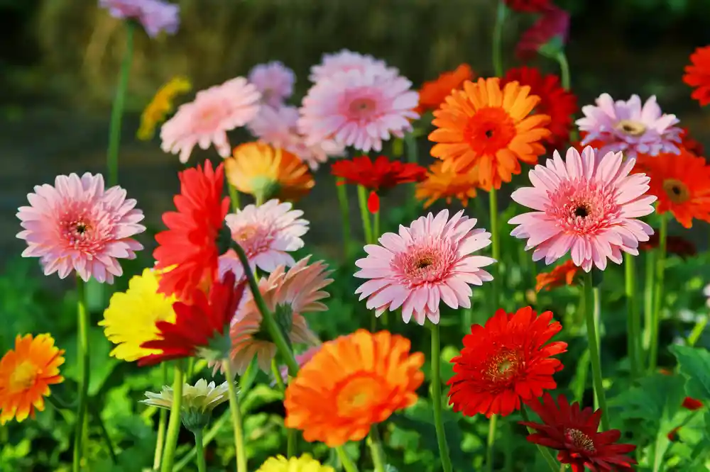 Gerbera