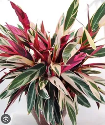 Planta Pluma De Indio
