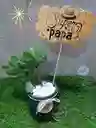Planta Suculenta Toda Ocasión