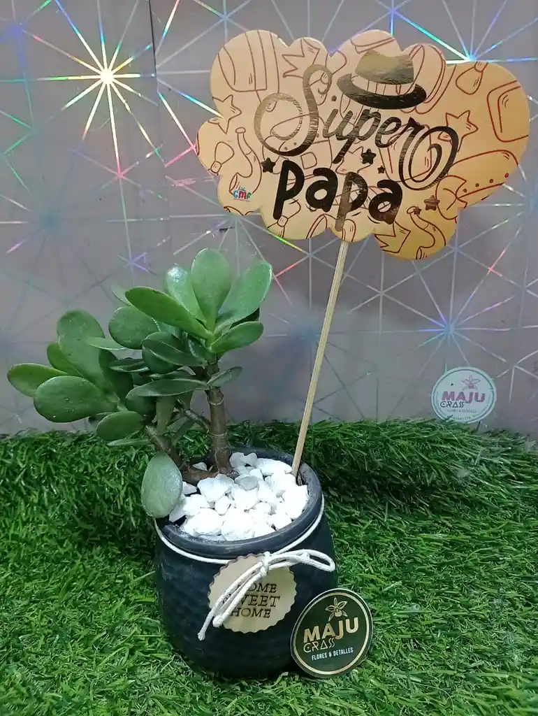 Planta Suculenta Toda Ocasión
