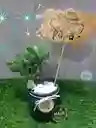 Planta Suculenta Toda Ocasión
