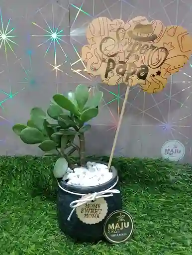 Planta Suculenta Toda Ocasión