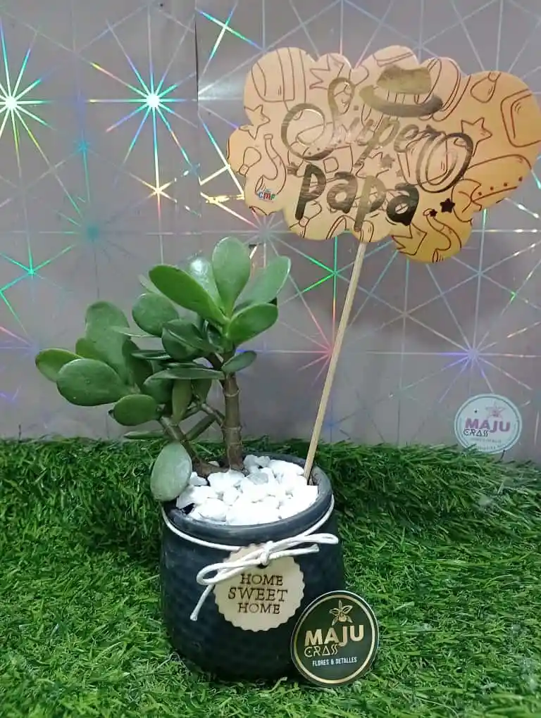 Planta Suculenta Toda Ocasión
