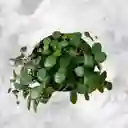 Planta Centavo