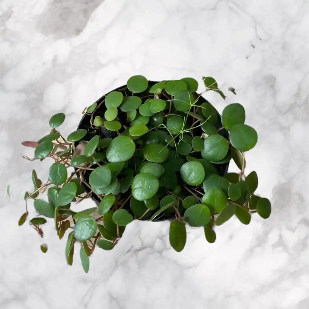 Planta Centavo