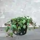 Planta Centavo