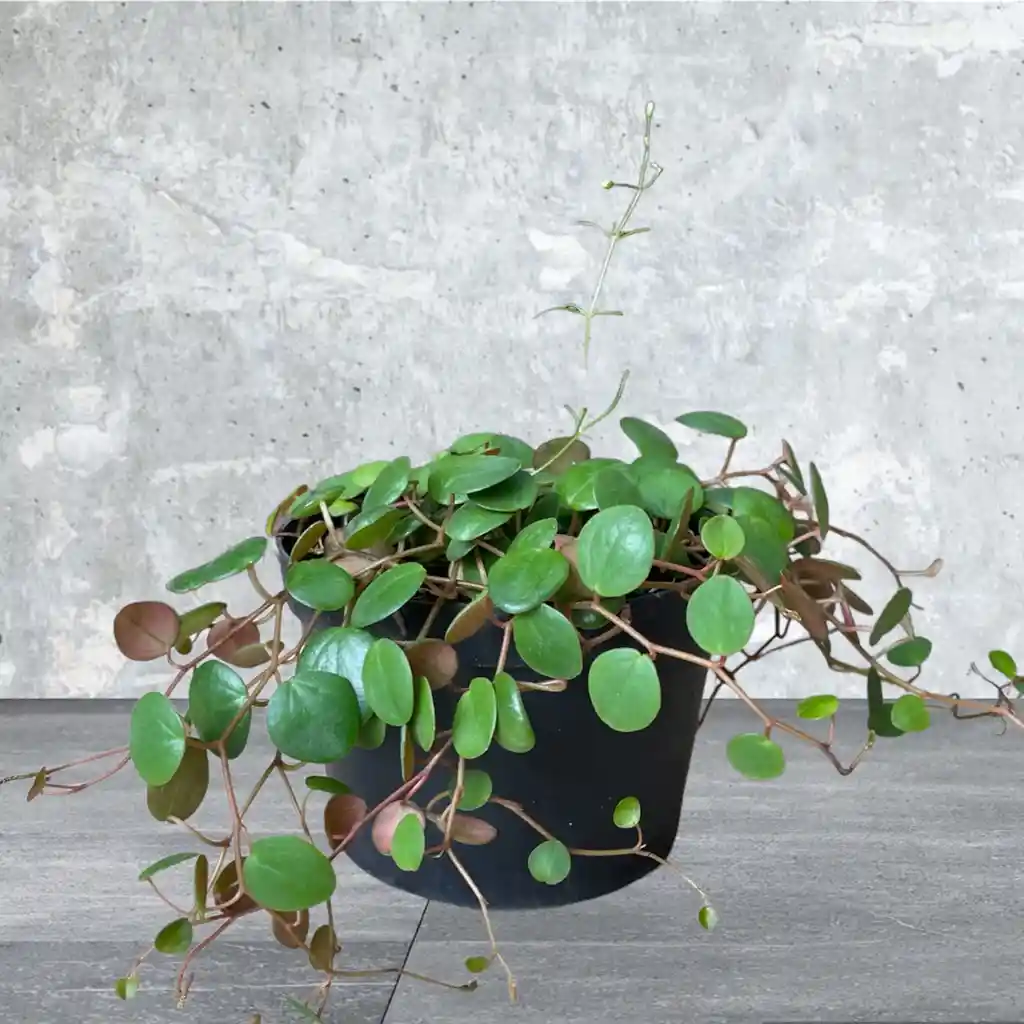 Planta Centavo