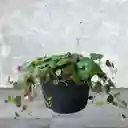 Planta Centavo