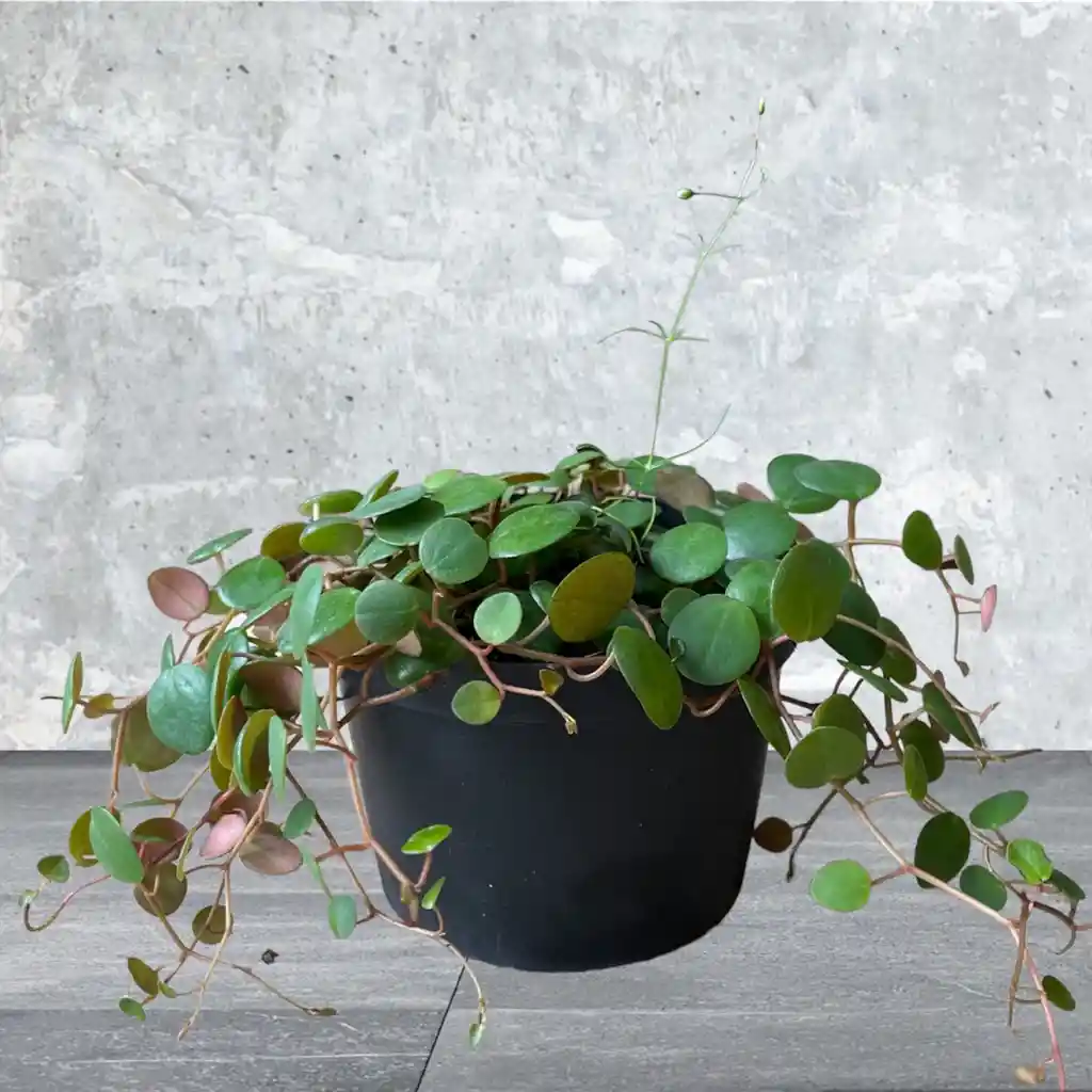 Planta Centavo