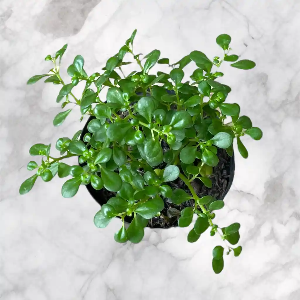 Planta Jade Granizo