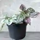 Planta Polka