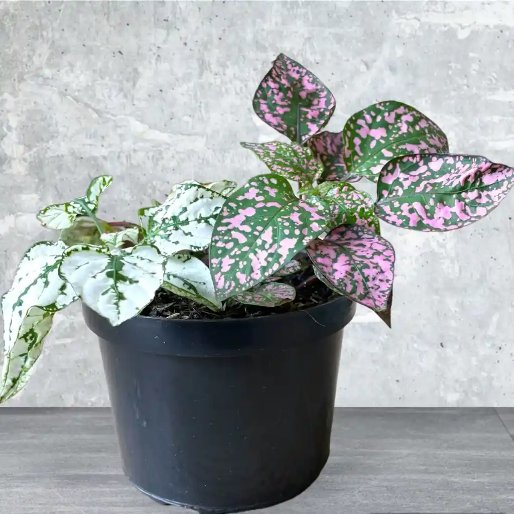 Planta Polka