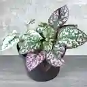Planta Polka