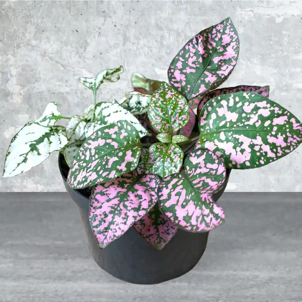 Planta Polka