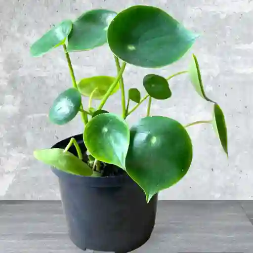 Planta Cuchara