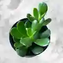 Planta Jade Macho