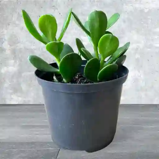 Planta Jade Macho