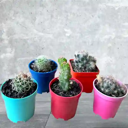 Cactus Mini