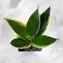 Planta Lengua De Suegra Enana