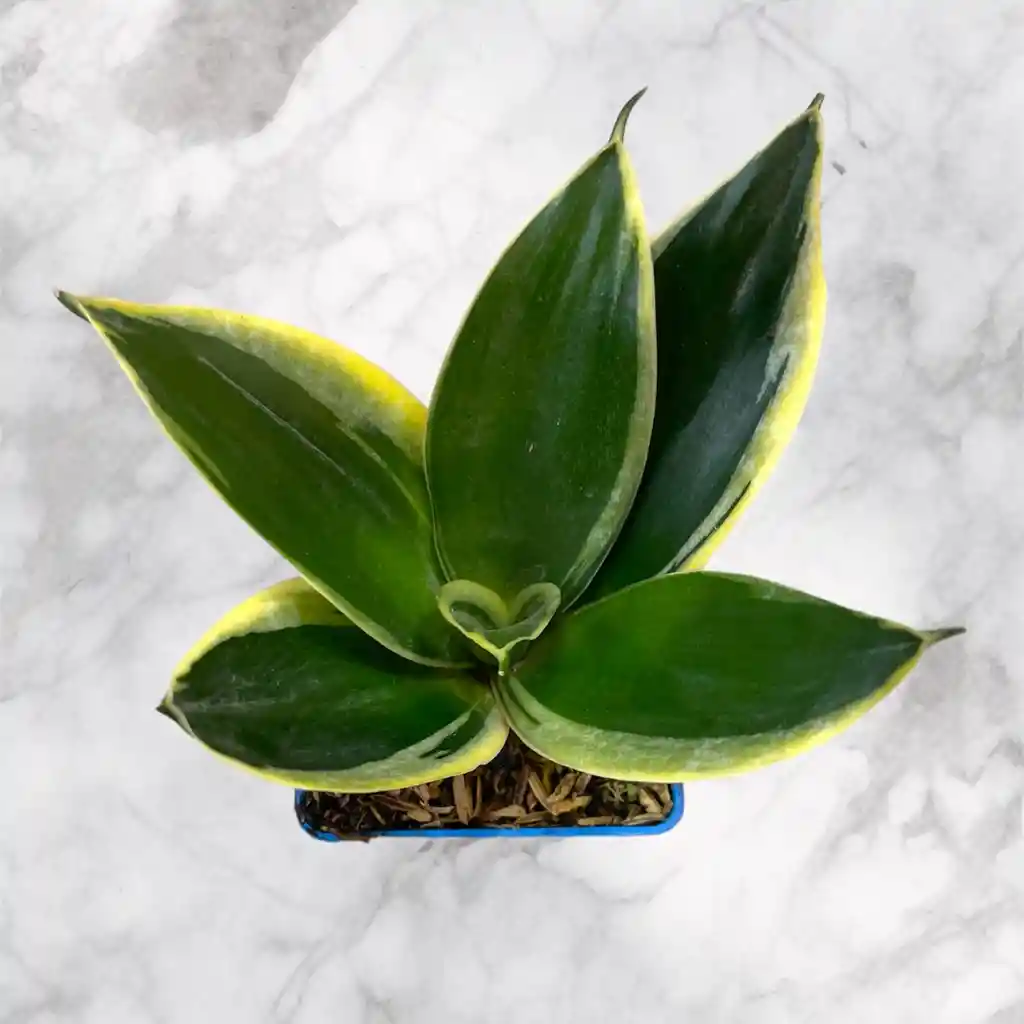 Planta Lengua De Suegra Enana