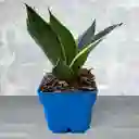 Planta Lengua De Suegra Enana