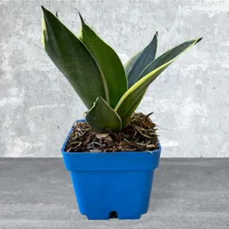 Planta Lengua De Suegra Enana