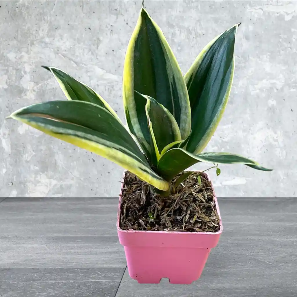 Planta Lengua De Suegra Enana