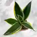 Planta Lengua De Suegra Enana