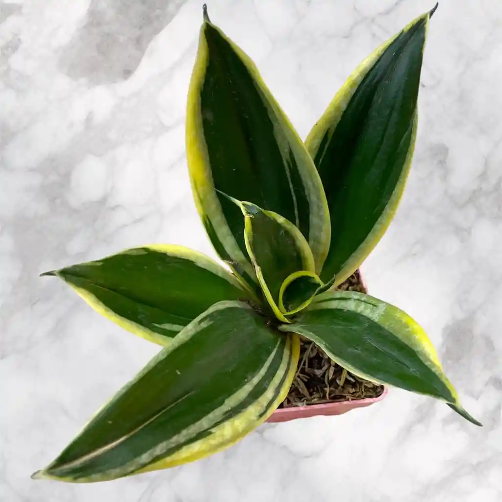 Planta Lengua De Suegra Enana