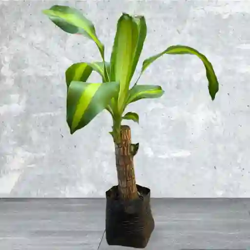 Planta Tronco De La Felicidad Mini