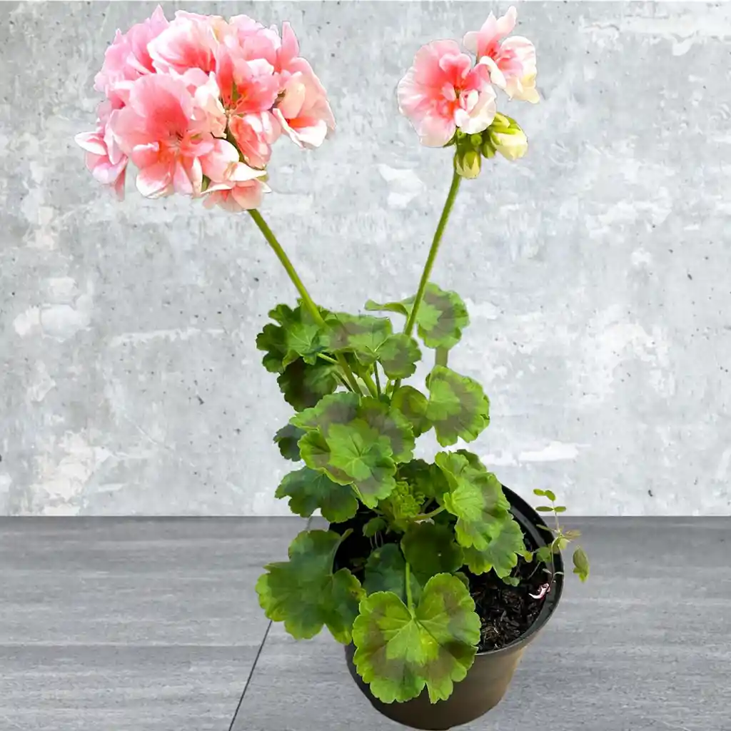 Plantas Novios Color Salmon Con Blanco