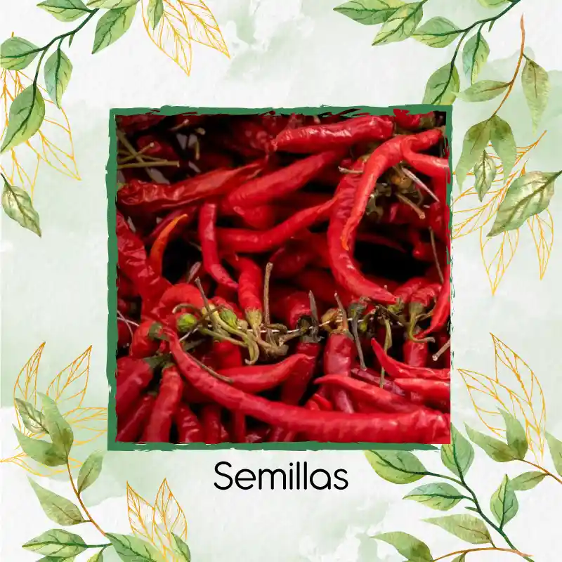 50 Semillas Orgánicas De Ají Cayenne