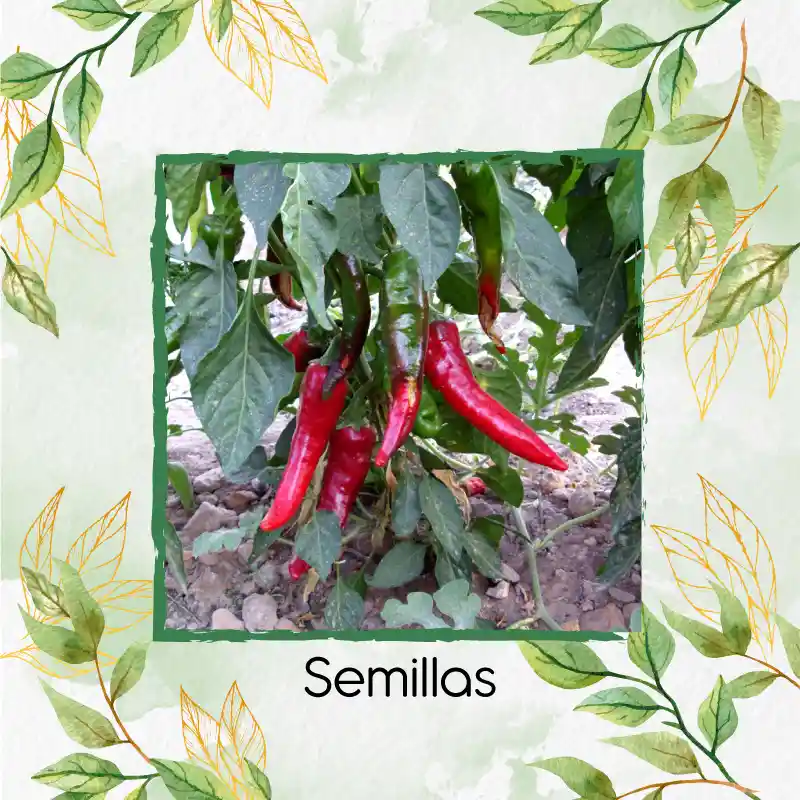 200 Semillas Orgánicas De Ají Cayenne