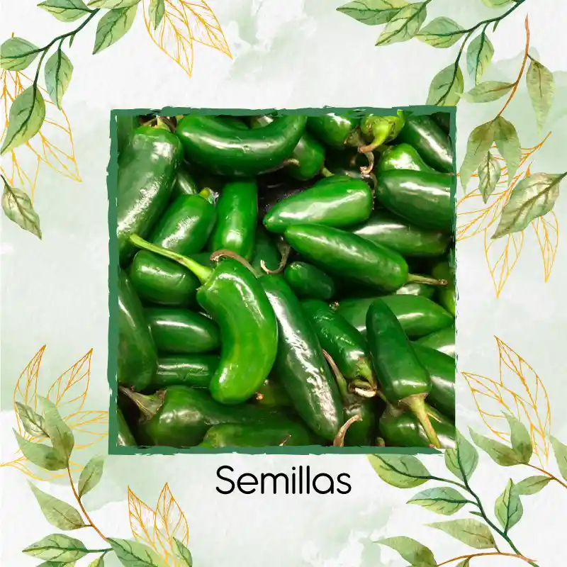 200 Semillas Orgánicas De Ají Jalapeño