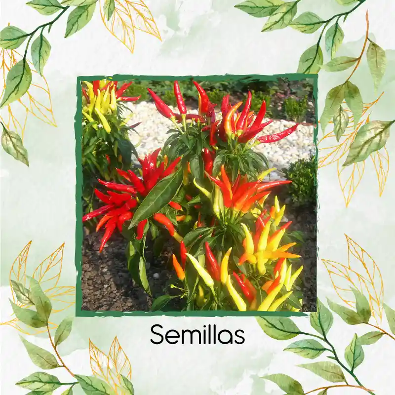 25 Semillas Orgánicas De Ají Ornamental