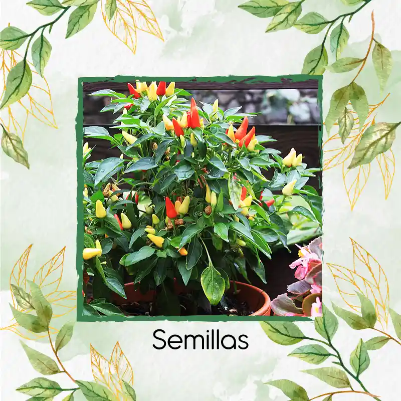 25 Semillas Orgánicas De Ají Ornamental