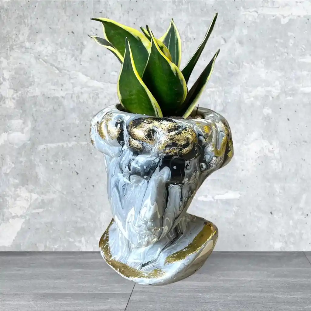 Planta Lengua De Suegra Mini En Matera De Ceramica Diseño El David