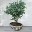 Bonsai Grande Pino Azul