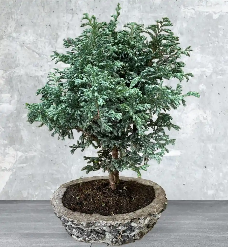 Bonsai Grande Pino Azul