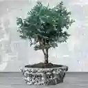 Bonsai Grande Pino Azul