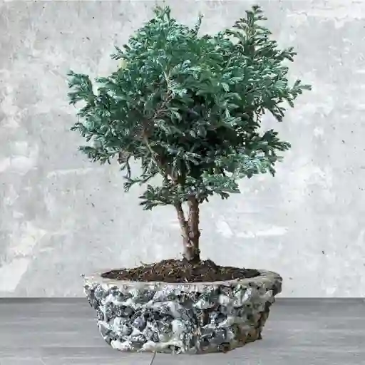 Bonsai Grande Pino Azul