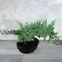 Bonsai Grande Pino Rastrero