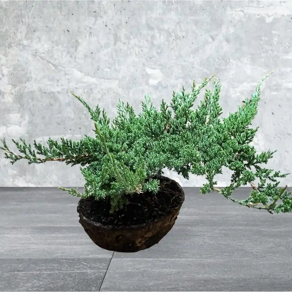 Bonsai Grande Pino Rastrero